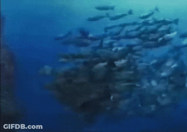 Monkey Swimming In A Blue Sea GIF