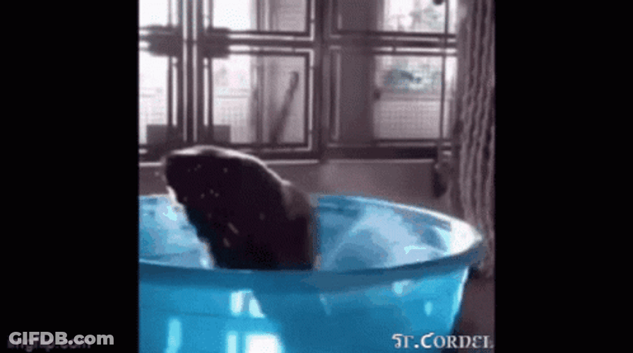 Monkey Swimming In A Blue Tub GIF