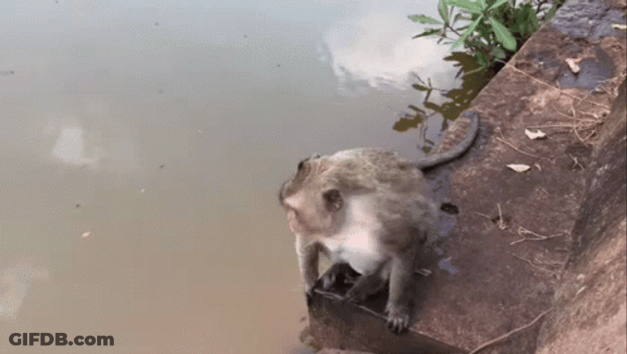 Monkey Swimming In A Dirty Water GIF