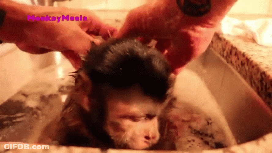 Monkey Swimming In A Sink GIF