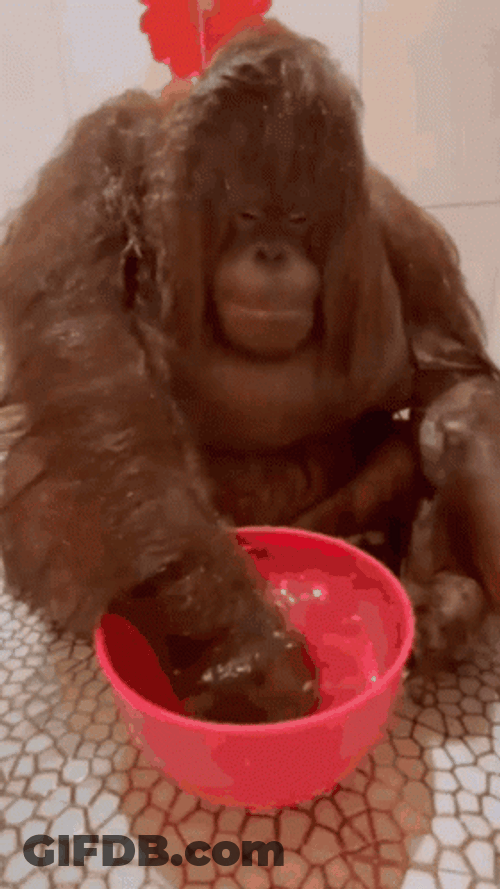 Monkey Swimming In A Small Tub GIF