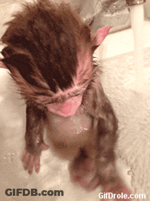 Monkey Swimming In Bubbles GIF