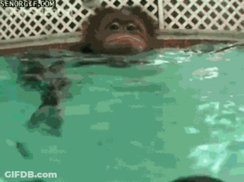 Monkey Swimming In Pool GIF