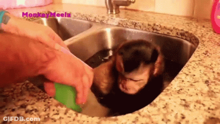 Monkey Swimming In The Sink With Owner GIF