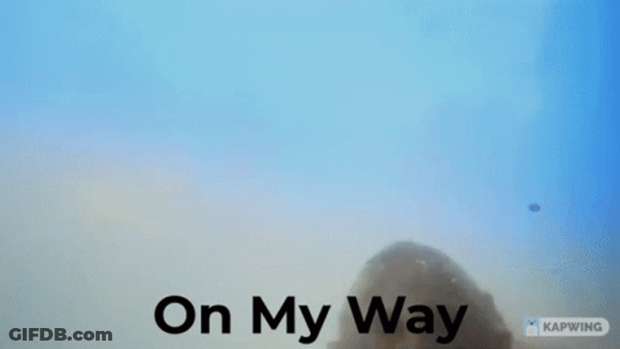 Monkey Swimming On My Way GIF