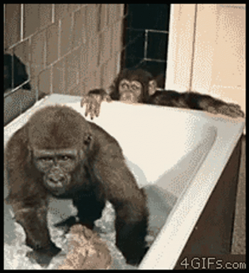 Monkey Swimming Pushing Away Another Monkey GIF