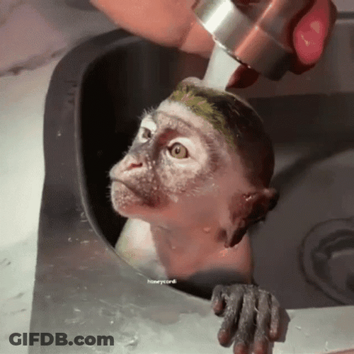 Monkey Swimming Showering By The Faucet GIF
