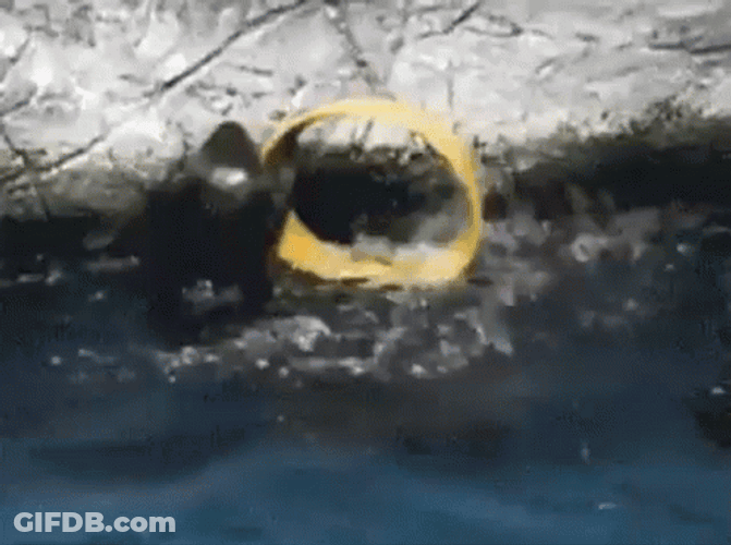 Monkey Swimming Spinning In The Water GIF