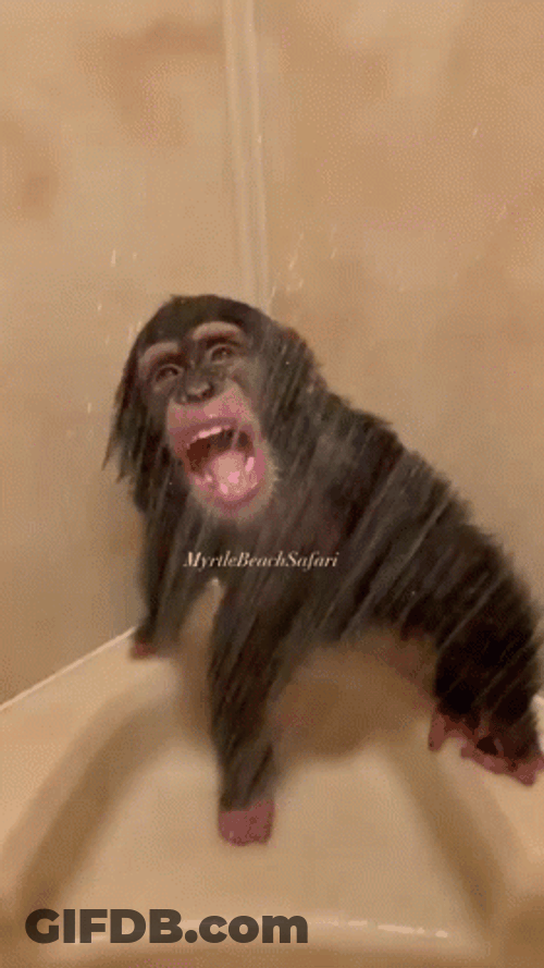 Monkey Swimming Tasting The Water GIF