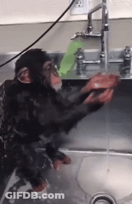Monkey Swimming Washings Its Face GIF