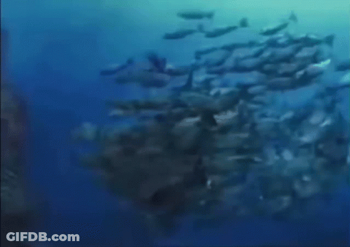 Monkey Swimming With The Fishes In The Ocean GIF