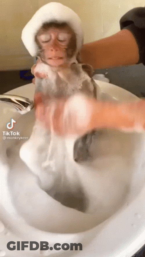 Monkey Taking A Bath GIF