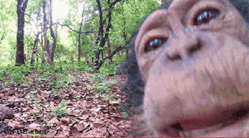 Monkey Taking Selfie In Woods GIF