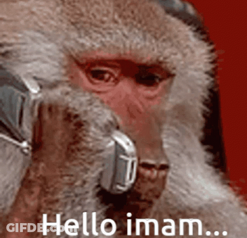 Monkey Talking On Cell Phone Hello Imam GIF