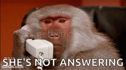 Monkey Talking On Phone Saying She's Not Answering GIF
