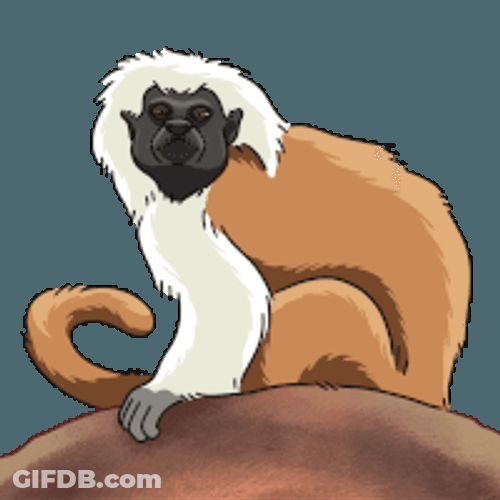 Monkey Tamarin Sticker GIF
