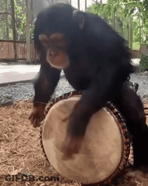 Monkey Tapping Drum GIF