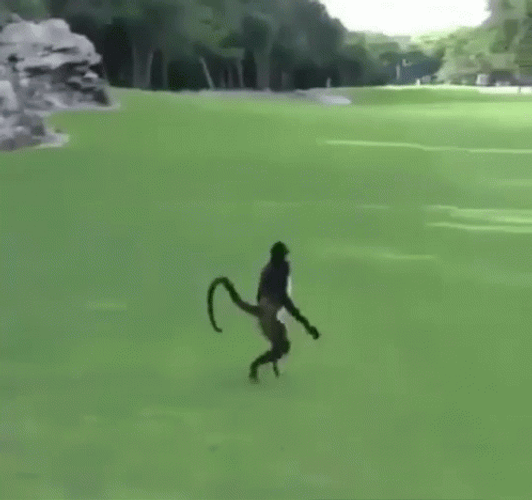 Monkey Walking In Golf Course GIF