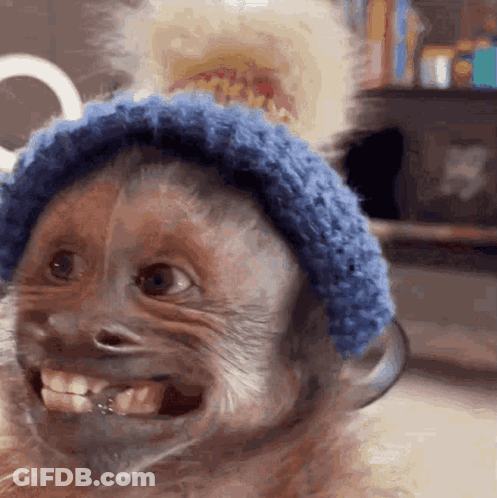 Monkey Wearing Blue Hat GIF