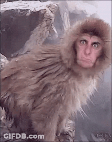 Monkey Wearing Fur Hood Making Funny Face GIF