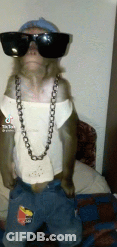Monkey Wearing Sunglasses And Necklace Standing On Bed GIF