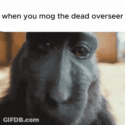 Monkey When You Mog The Dead Overseer GIF