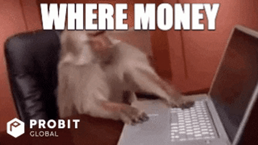 Monkey Where No Money GIF