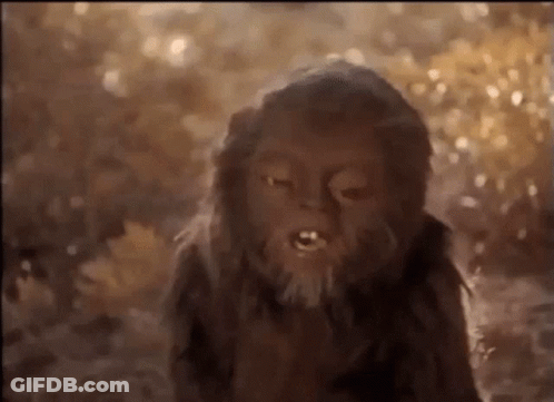 Monkey With Beard Looking At Camera GIF