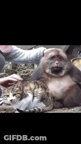 Monkey With Bonne Nuit Mon Petit Singe Je T'Aime GIF
