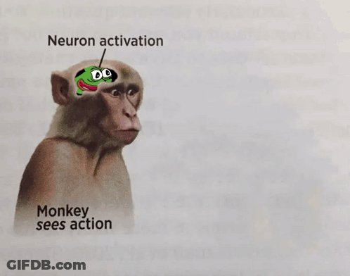 Monkey With Green Frog On Head Neuron Activation GIF