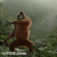 Monkey With Hood GIF