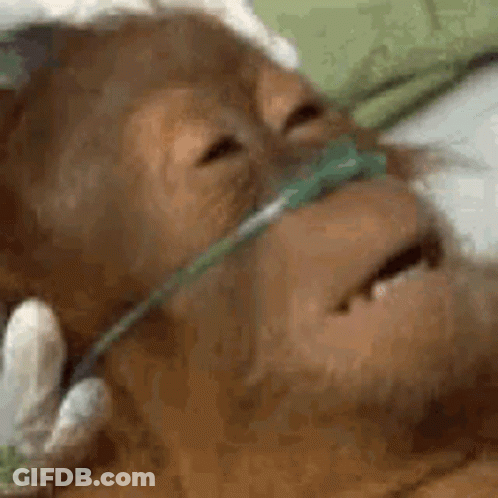 Monkey With Oxygen Tube In Nose GIF