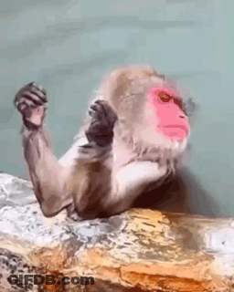Monkey With Pink Face Sitting On Rock Arms Outstretched GIF