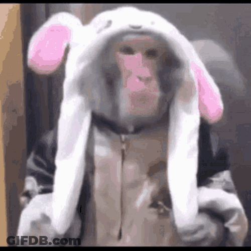 Monkey With Rabbit Ears GIF