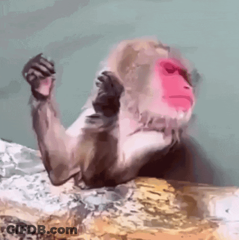 Monkey With Red Face GIF