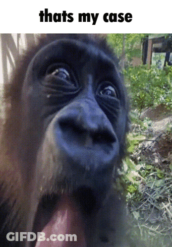 Monkey With Tongue Out Saying That's My Case GIF