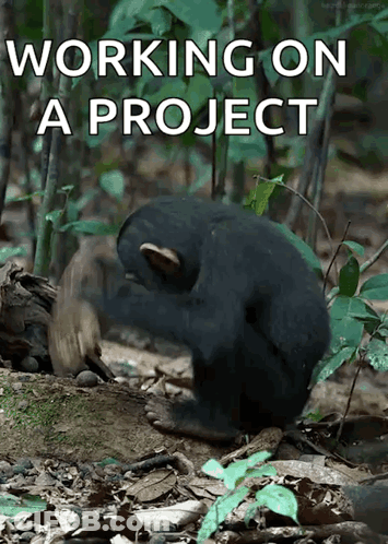 Monkey Working On A Project GIF