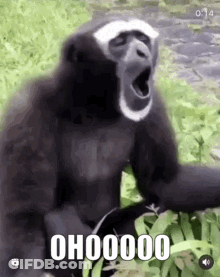 Monkey Yawning Ohhhh GIF