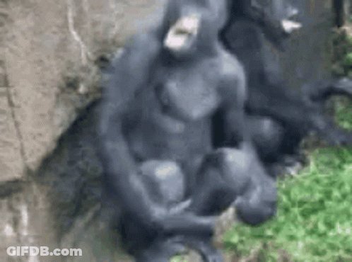 Monkeyphobic GIF