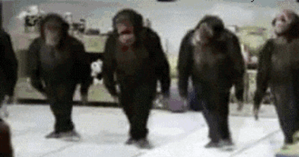 Monkeys Doing Irish Jig GIF