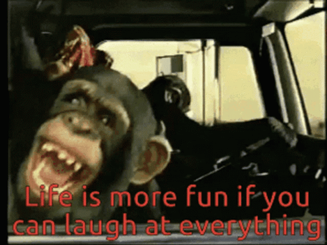 Monkeys Driving Laughing GIF