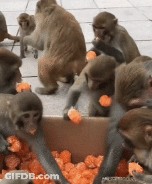Monkeys Grabbing Orange Fruits GIF