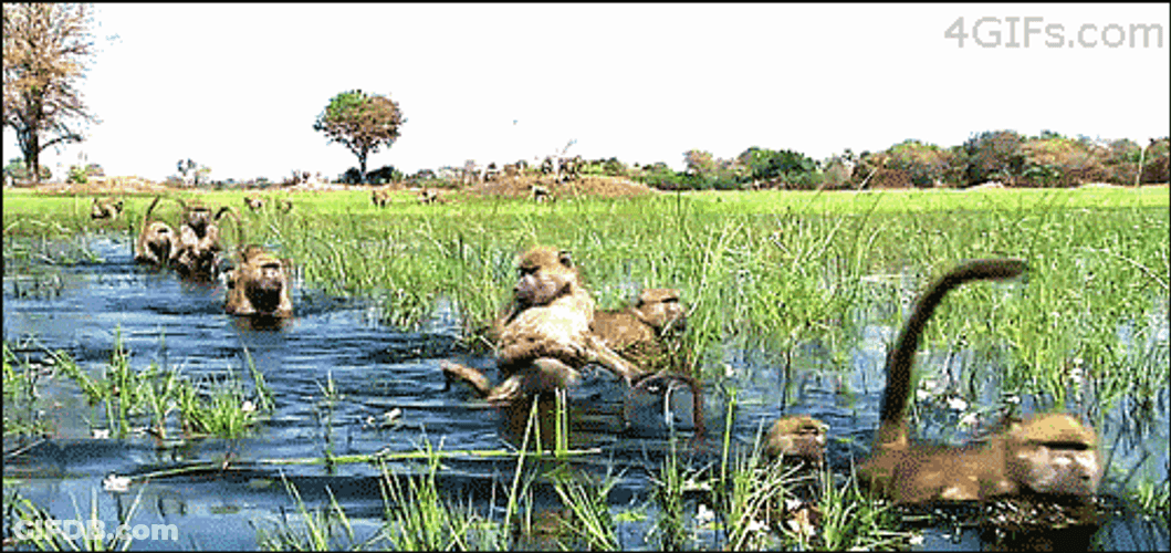 Monkeys Hurry Up Passing Through River GIF