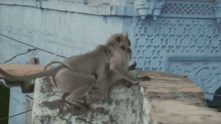 Monkeys Looking For Food In Monsoon Season GIF