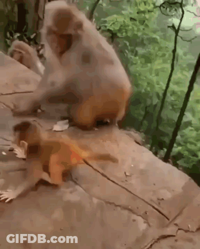 Monkeys Playing With Food On Ground GIF