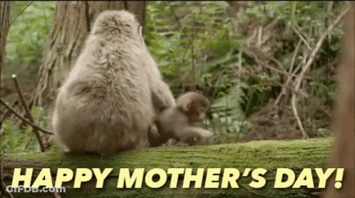 Monkeys Sitting On Log Happy Mothers Day GIF