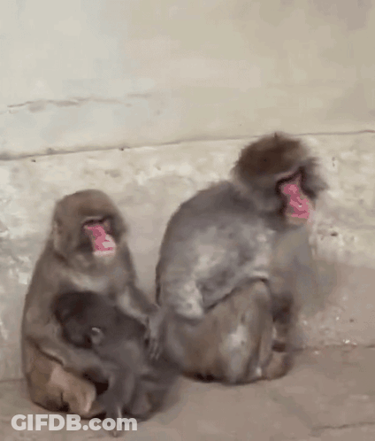 Monkeys Sitting One Holding Baby GIF