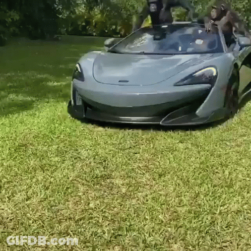 Monkeys Standing On Car GIF