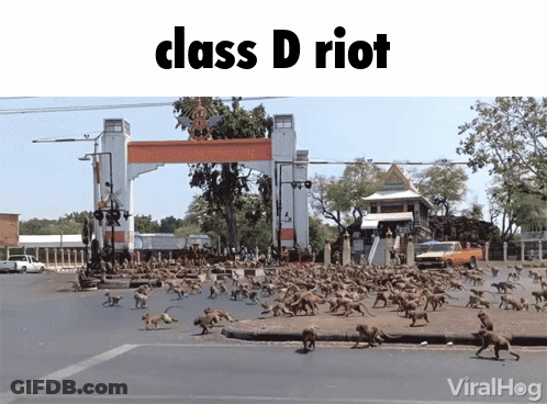 Monkeys Walking Down Street Class D Riot GIF