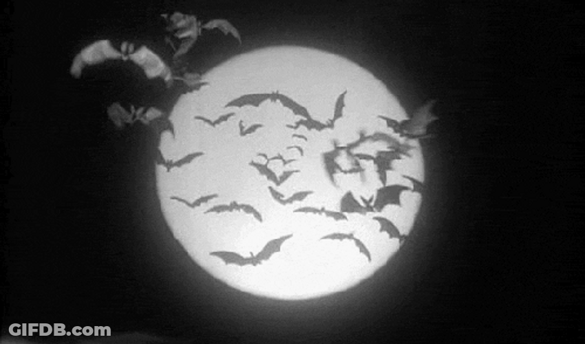 Monochromatic Bats In Full Moon GIF